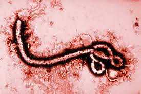 Эболой уже заразилось 20 тысяч человек 