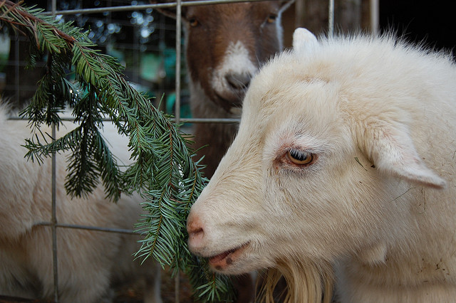 В США козлов использовали для утилизации рождественских елок 