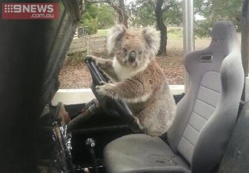 Коала попыталась угнать автомобиль в Австралии