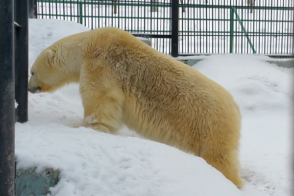 Ревнивую медведицу в Красноярске обделили леденцами 