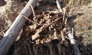 Белгородские чиновники продали лес с братской могилой