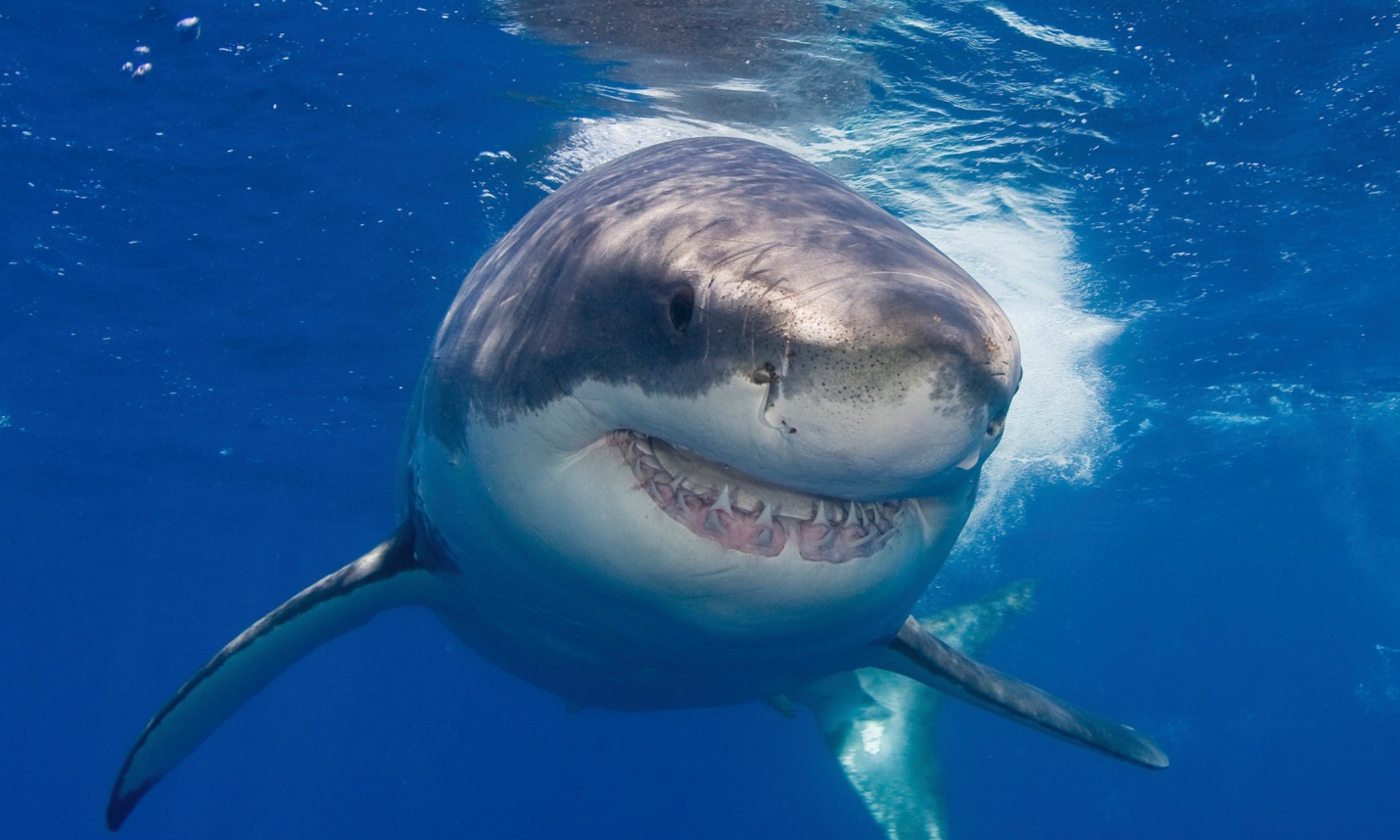 У берегов Австралии акула откусила ноги туристу