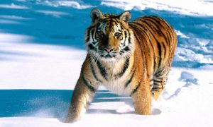 Перепись амурских тигров отложили из-за снегопадов