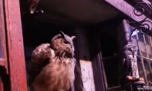 Британские зоозащитники возмущены жестоким обращением с совами Гарри Поттера