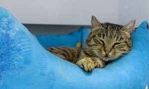 Кошка Матроска из Владивостока станет героиней в телешоу на Первом канале
