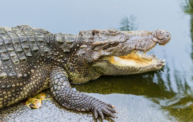 Крокодилы в Африке съели браконьера Крокодилы в Африке съели браконьера