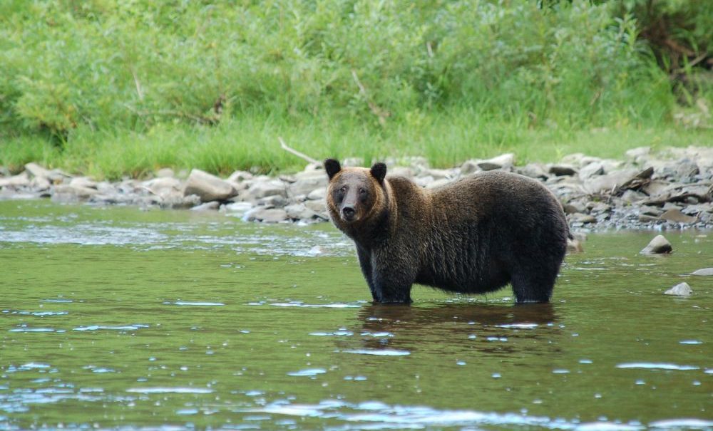 Аномально теплая погода разбудила медведей на Сахалине 