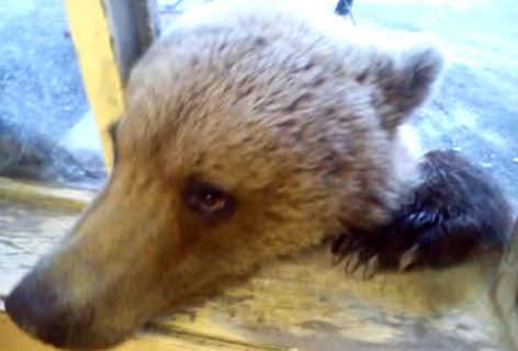 Запад шокировало видео кормления медведя печеньем в Сибири