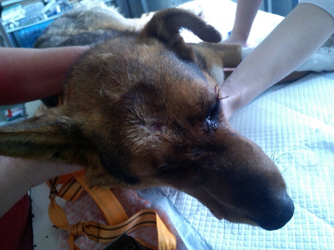 Во Владивостоке догхантеры начали отстреливать собак