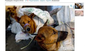 Житель Волгограда тоннами продает горожанам мясо собак