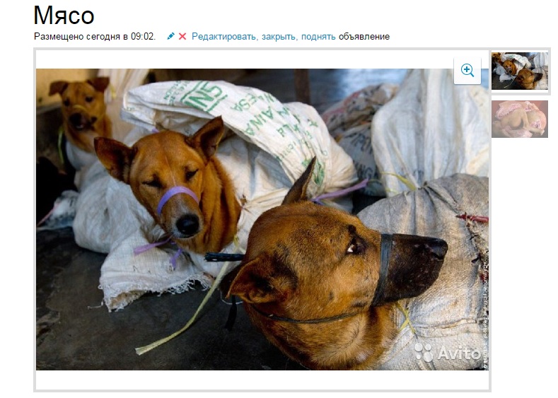 Житель Волгограда тоннами продает горожанам мясо собак 