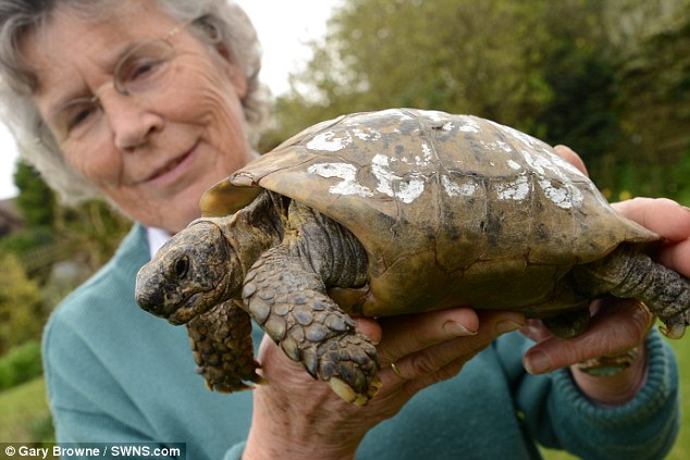 В Англии поймали 109-летнюю черепаху-беглянку 