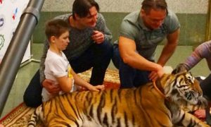 Братья Запашные познакомили Ваню Воронова, раненого в Донбассе, с настоящим тигром