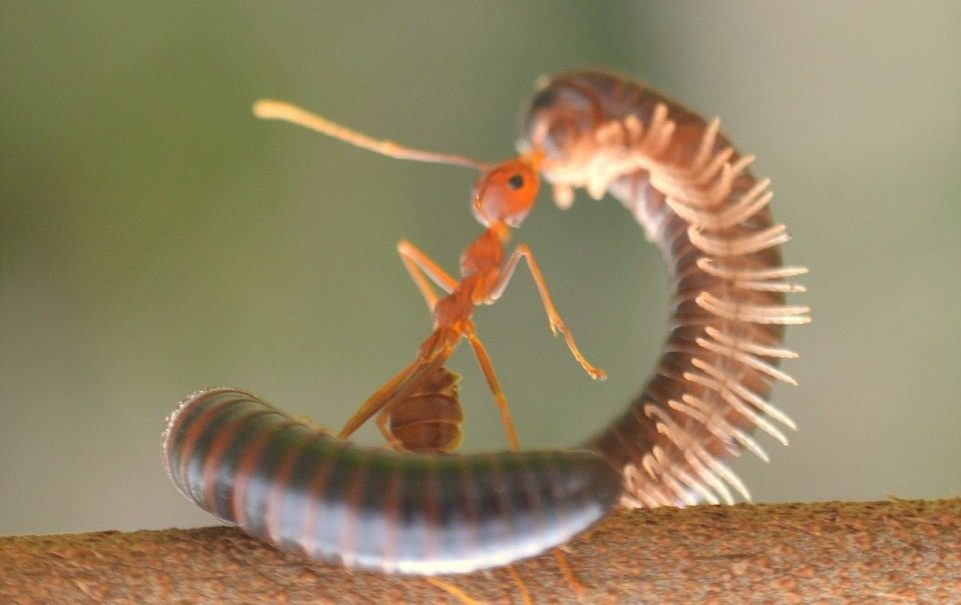 Невероятно сильный муравей покоряет Интернет 
