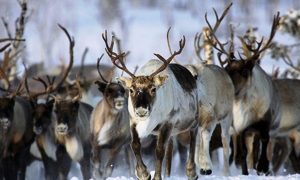 В Госдуме предлагают ввести особое квотирование на добычу дикого северного оленя