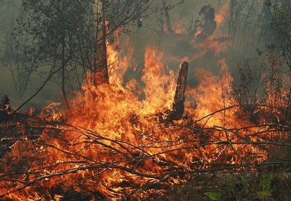 Площадь лесных пожаров в Забайкалье за выходные увеличилась до 172 тысяч га 