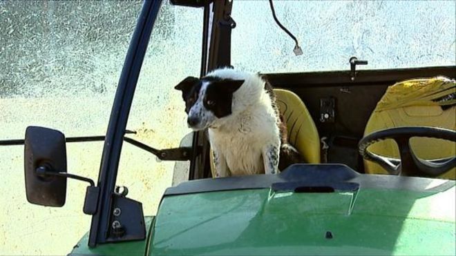 Собака на тракторе вылетела на трассу в Шотландии 