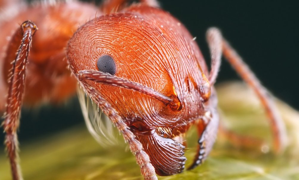 На МКС продолжат испытывать муравьев 