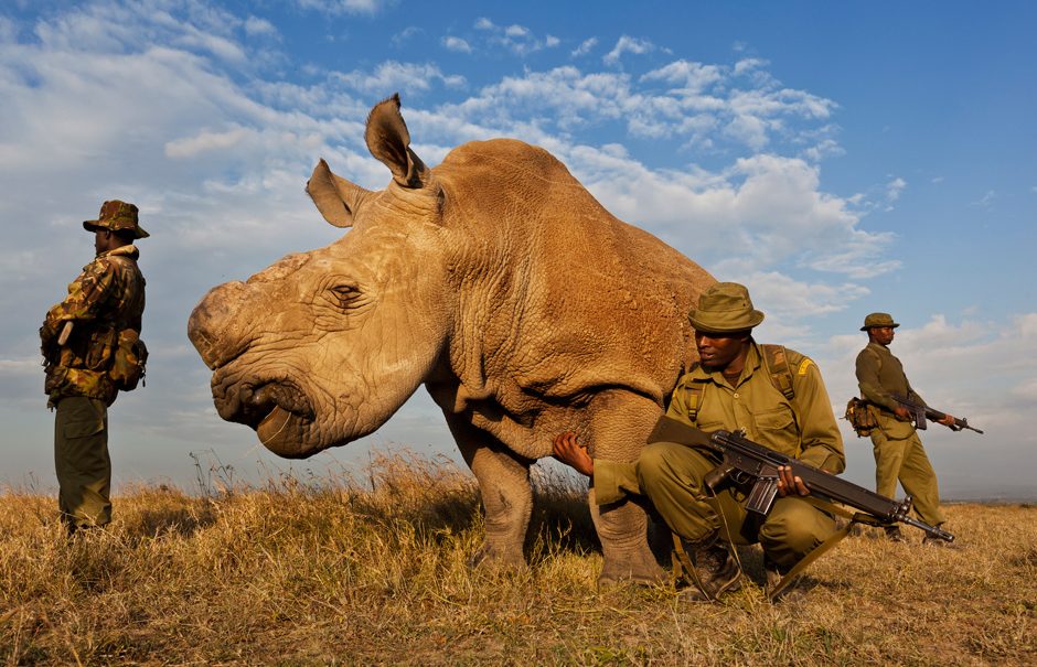 Американский охотник убил носорога, чтобы привлечь внимание к проблеме сохранения видов 