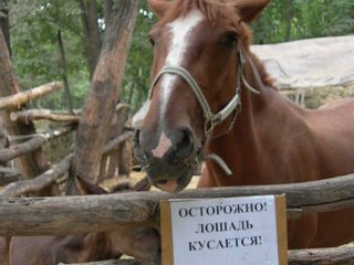 В Казахстане лошадь искусала 5-летнего ребенка до смерти 