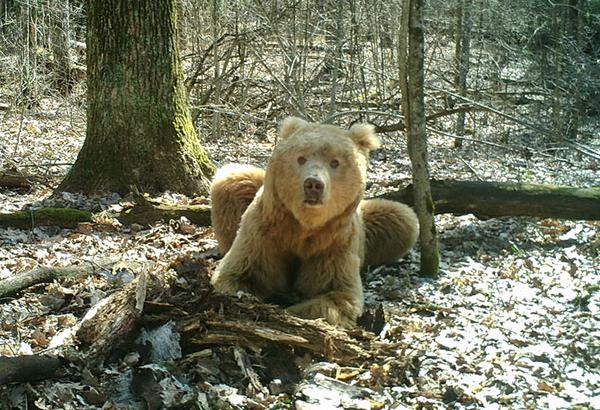 Имя огромному медведю-блондину выберут пользователи Интернета
