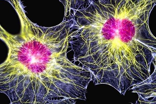 Ученые научились восстанавливать нервные клетки из кожного покрова 