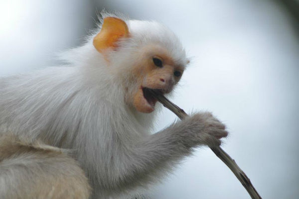 Во Франции из зоопарка похитили 17 редких обезьян 