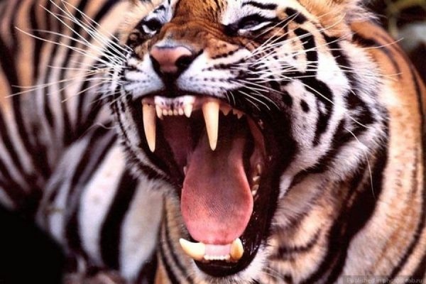 Тигр покалечил женщину в зоопарке Тбилиси 