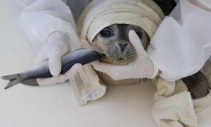 Самка тюленя, гостившая на территории завода во Владивостоке, попала в реабилитационный центр с отравлением