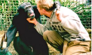 Гибелью обезьян завершилась прокурорская проверка в Ялтинском зоопарке
