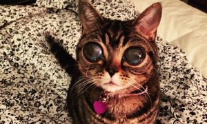 Кошка-инопланетянин покорила Интернет