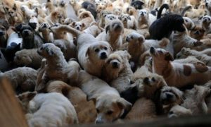 Чиновникам предложили усыпить всех бездомных собак в России