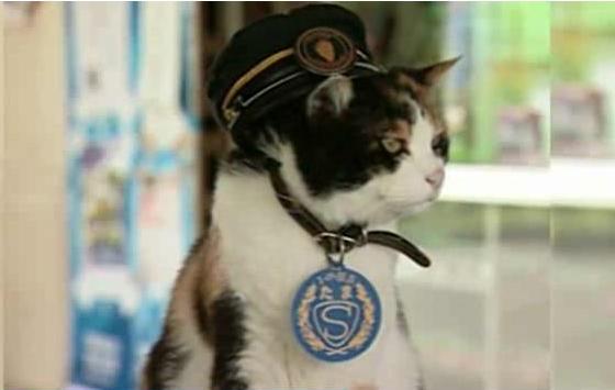 Японцы провозгласили богиней кошку-смотрителя станции 