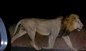 Сбежавший из зоопарка Тбилиси лев растерзал человека
