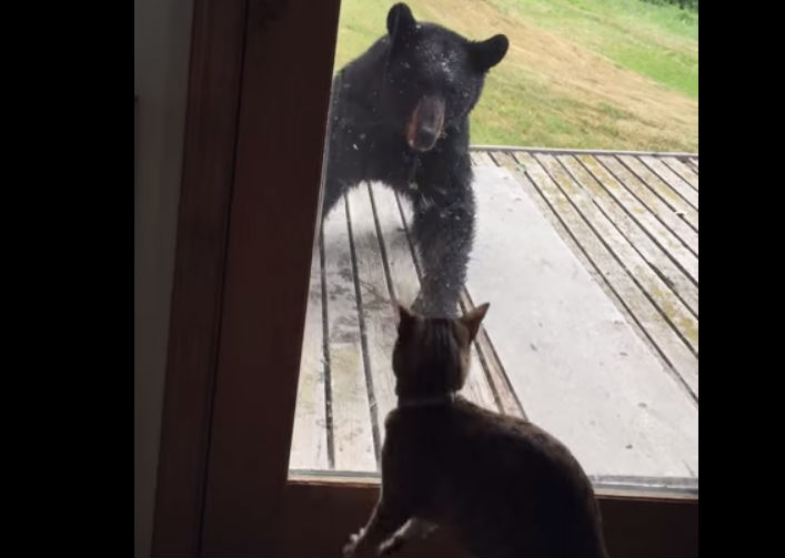 Кошка защитила хозяйский дом от дикого медведя на Аляске