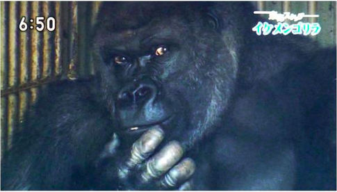 Японки признались в любви самому красивому самцу гориллы в мире 