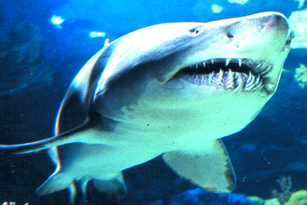 Грузовик с акулами опрокинулся в США, одна хищница погибла 