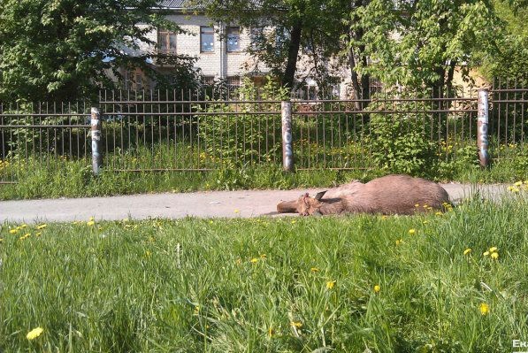 На Урале лось разбился насмерть, пытаясь перепрыгнуть через забор детского сада 