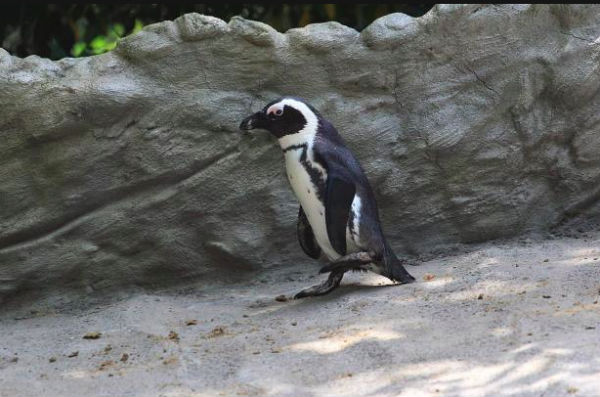 Сбежавшего в Азербайджан пингвина вернули в Грузию 