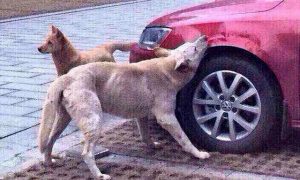 В Петрозаводске собаки погрызли автомобиль