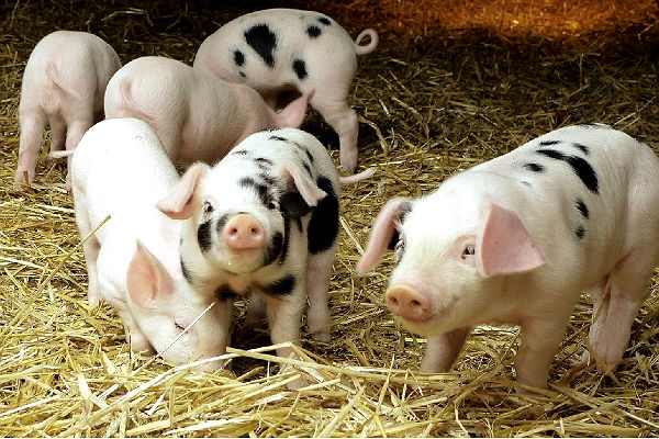 Свинья станет сосудом для выращивания человеческих органов 