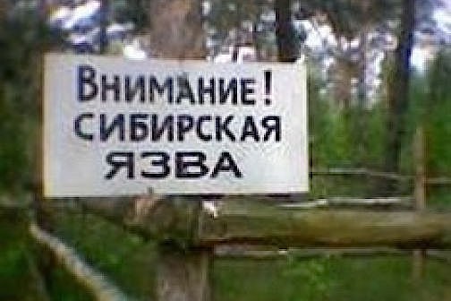 Жителей Саратовской области госпитализируют из-за сибирской язвы