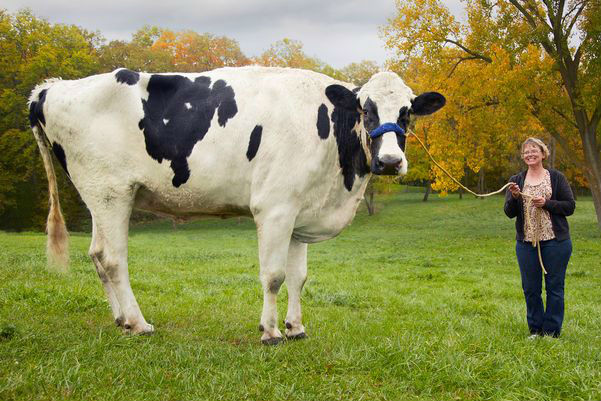 Самая большая корова в мире умерла в США 