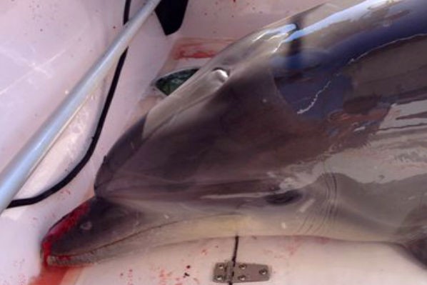 Дельфин запрыгнул в лодку и устроил кровавое побоище 