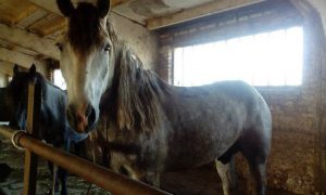 Жительница Ярославской области спасает любимого коня от ножа мясника