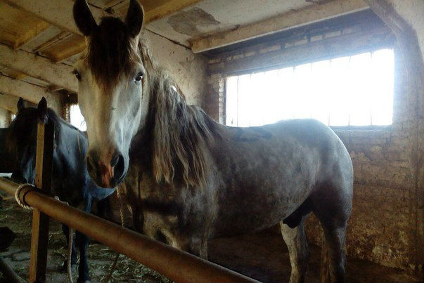 Жительница Ярославской области спасает любимого коня от ножа мясника 