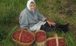 Министерство торговли гарантирует россиянам клубничку