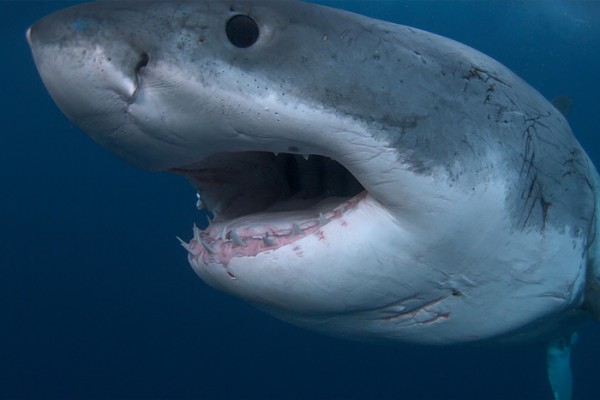 Дайвер погиб в результате нападения акулы в Австралии 