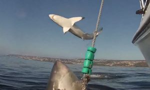 Видео летающей акулы 