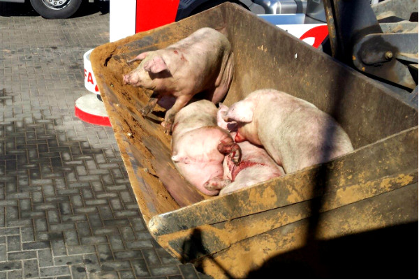 Водители и свиньи пострадали в необычном ДТП в Татарстане 